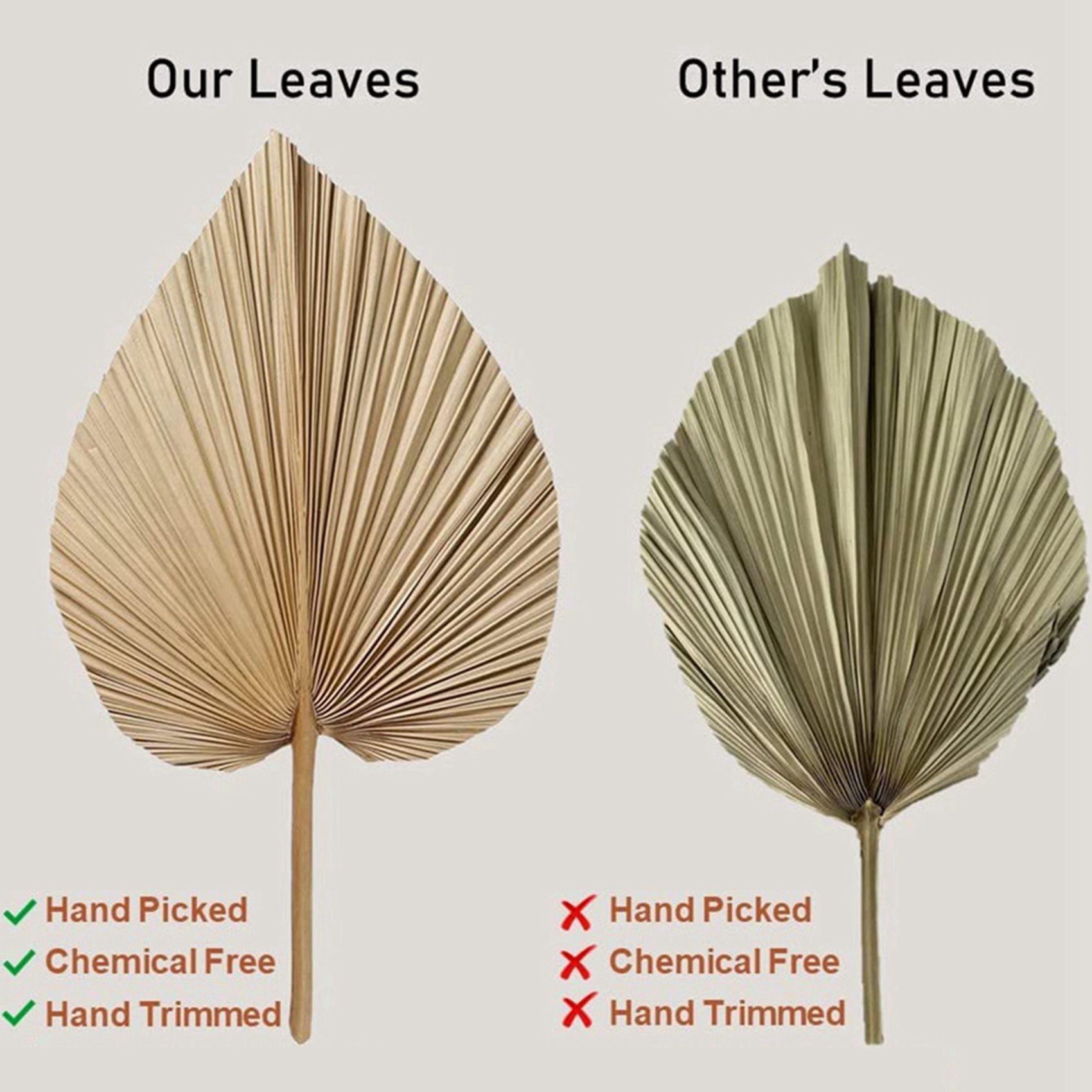 Palm Leaf Dried - 8枚の天然乾燥ヤシの葉は、ヤシの葉の装飾、ボヘミアン装飾、家の装飾、結婚式に最適です-B51B