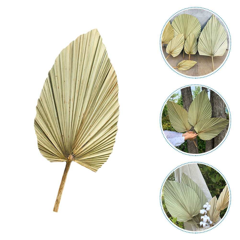1枚の天然乾燥ヤシの葉の壁掛け装飾、鮮やかな緑の葉はハワイを - Palm Leaf Dried のレビューと価格