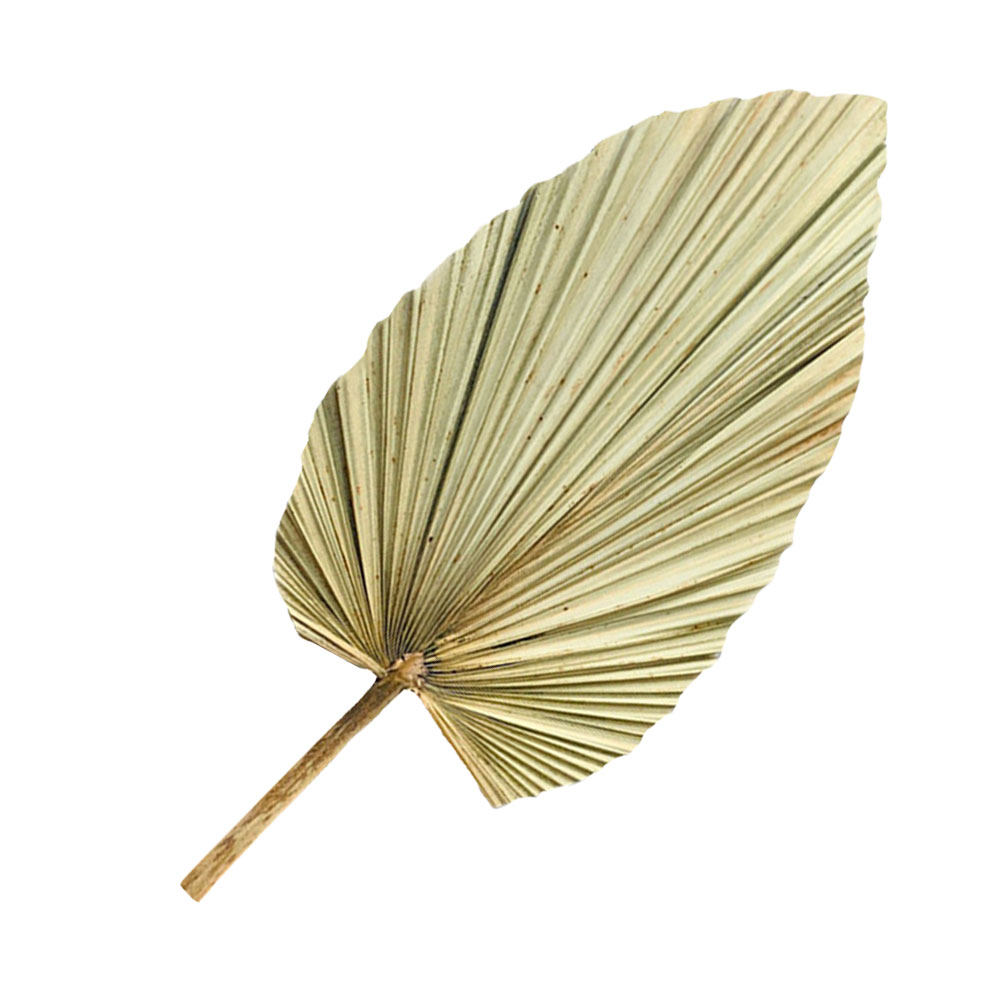 鮮やかなヤシの葉の装飾1個、天然の乾燥した緑の葉の壁掛け、窓 - Palm Leaf Dried のレビューと価格