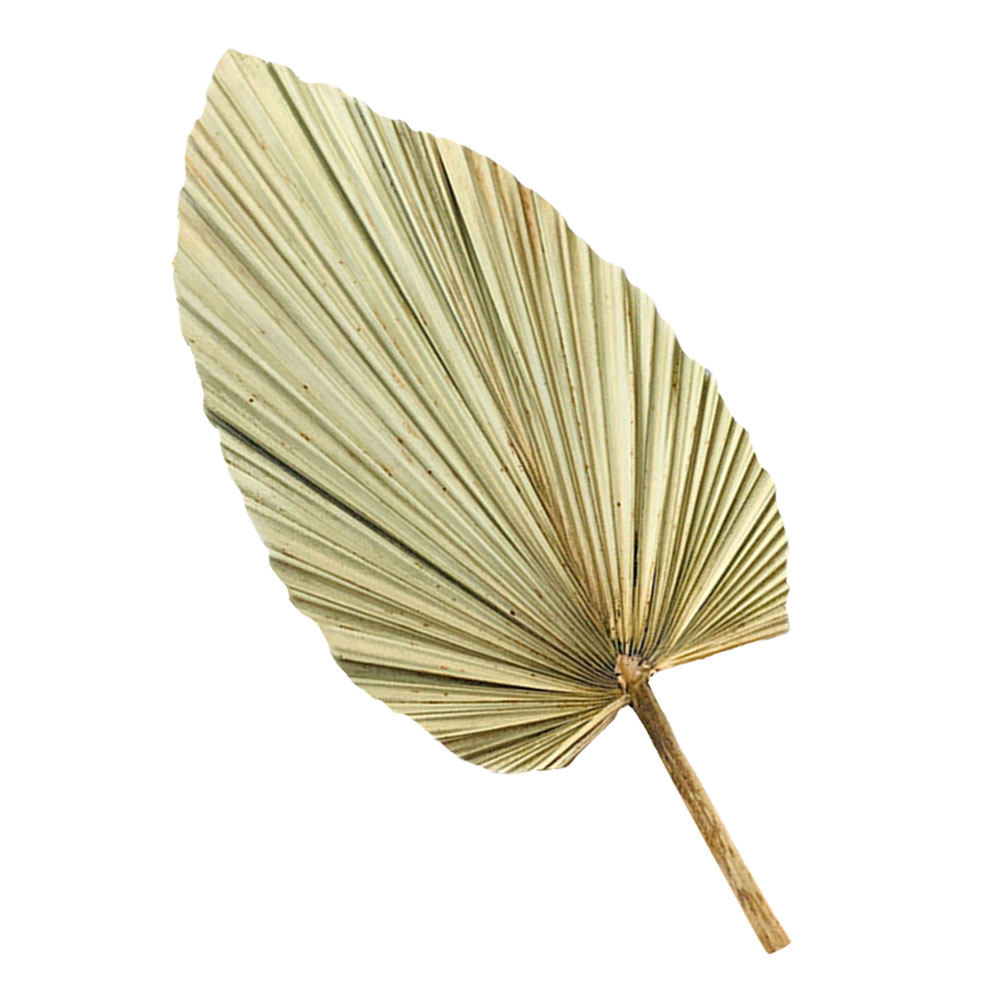 鮮やかなヤシの葉の装飾1個、天然の乾燥した緑の葉の壁掛け、窓 - Palm Leaf Dried のレビューと価格