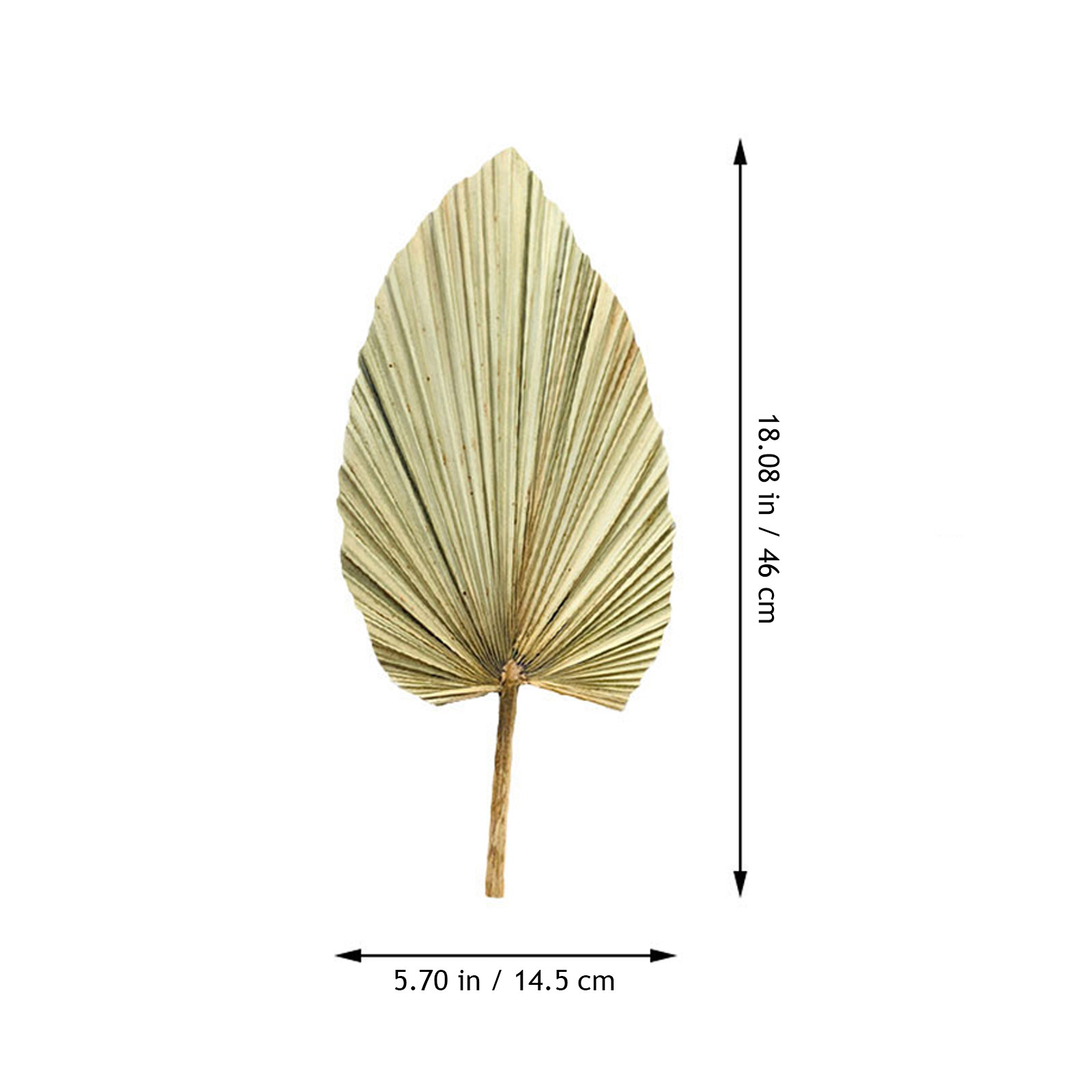 鮮やかなヤシの葉の装飾1個、天然の乾燥した緑の葉の壁掛け、窓 - Palm Leaf Dried のレビューと価格