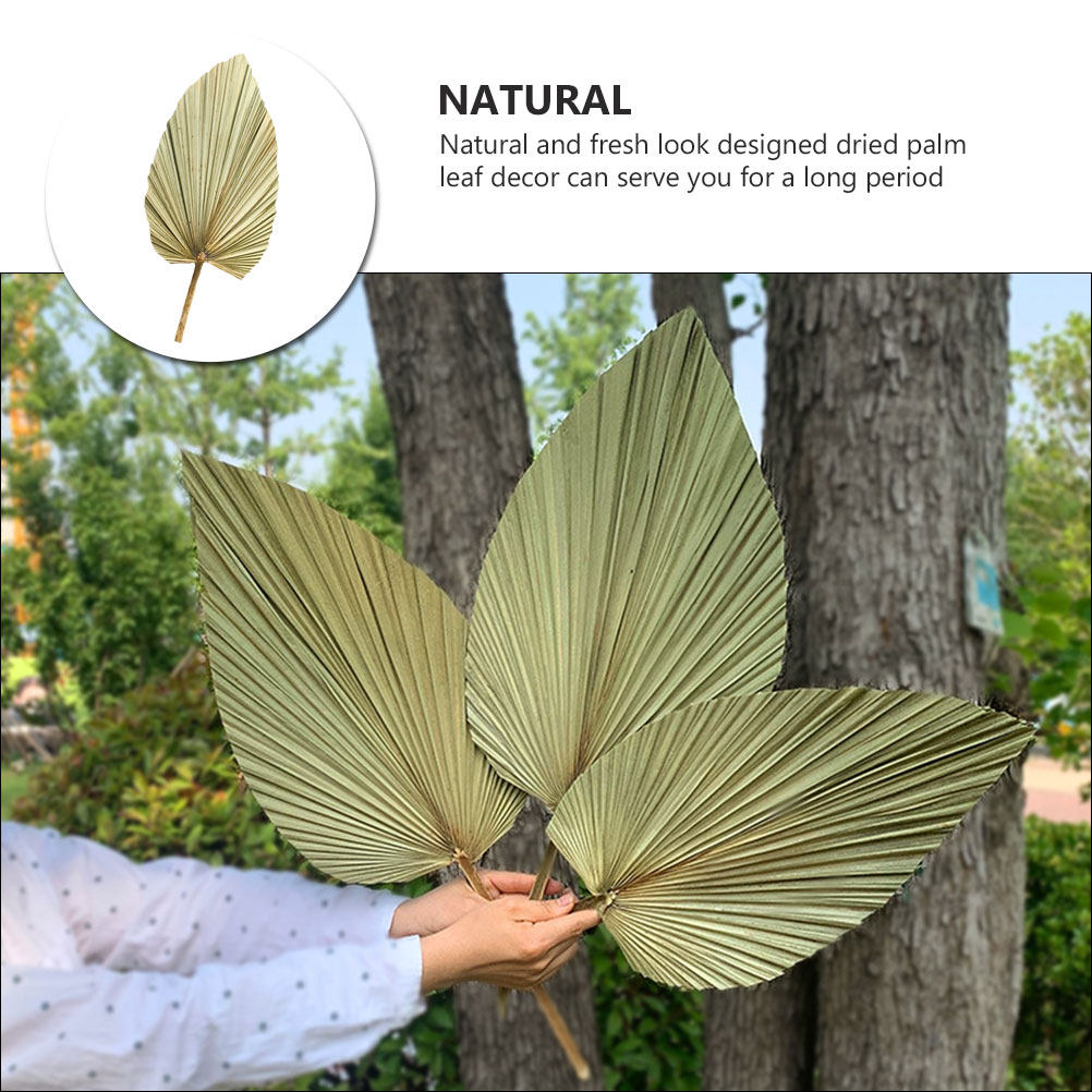 鮮やかなヤシの葉の装飾1個、天然の乾燥した緑の葉の壁掛け、窓 - Palm Leaf Dried のレビューと価格