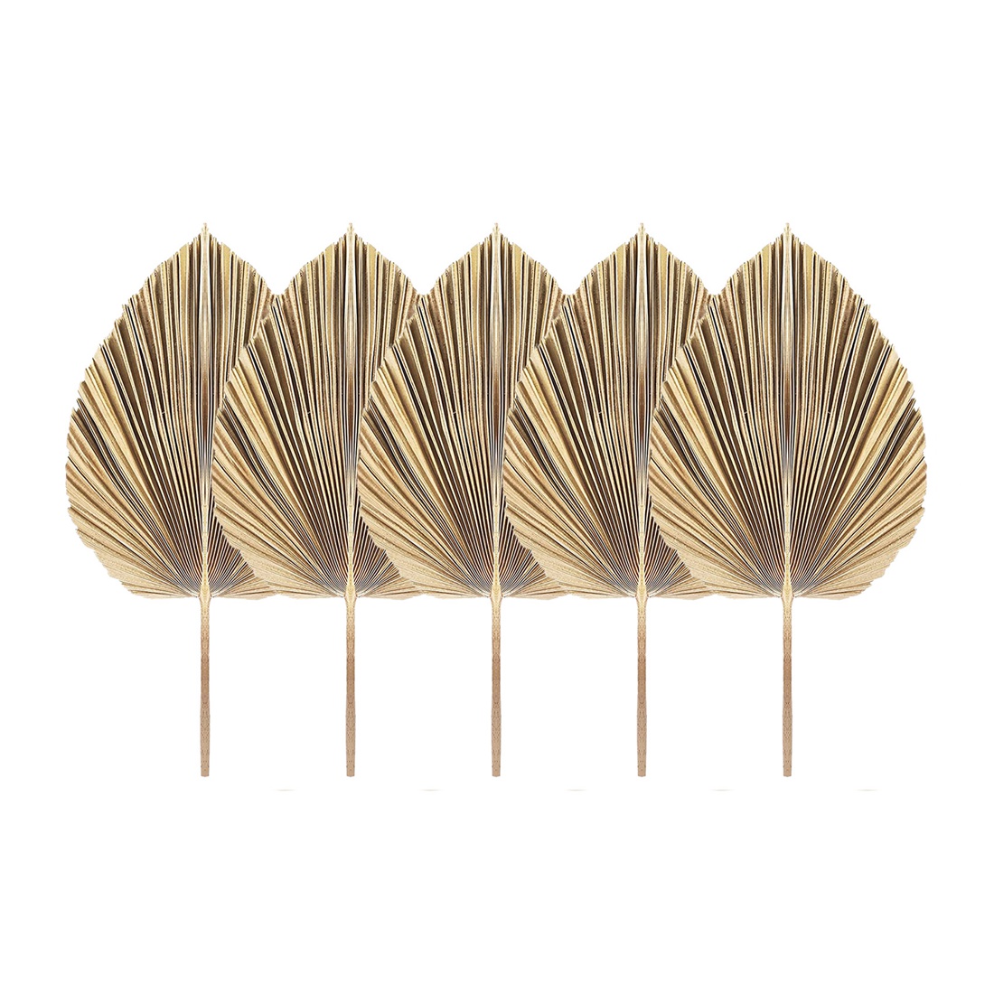 ファンのための自然乾燥ヤシの葉,自由奔放に生きる乾燥葉,家庭 - Palm Leaf Dried のレビューと価格
