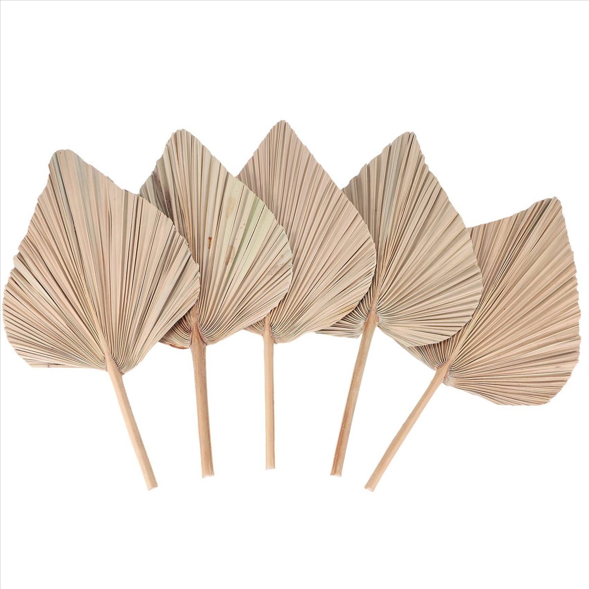 NOCM ドライパームリーフ ルームデコレーション 5枚セッ - Palm Leaf Dried のレビューと価格