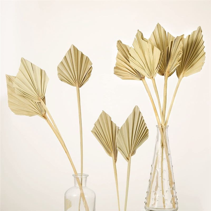 ABYN-ボホ風ドライパームスピア、小さな天然乾燥パームファ - Palm Leaf Dried のレビューと価格