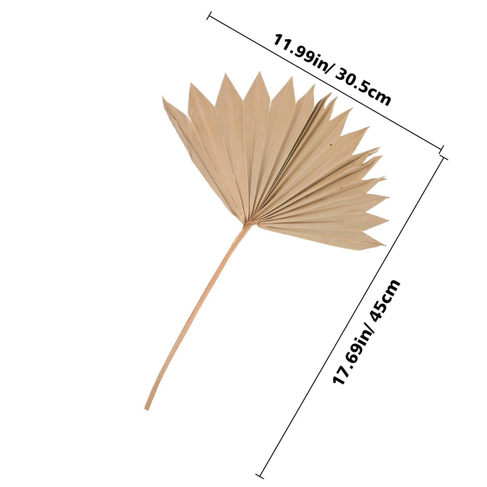 4 個の乾燥したヤシの葉の装飾品天然乾燥葉の装飾品ウェディン - Palm Leaf Dried のレビューと価格