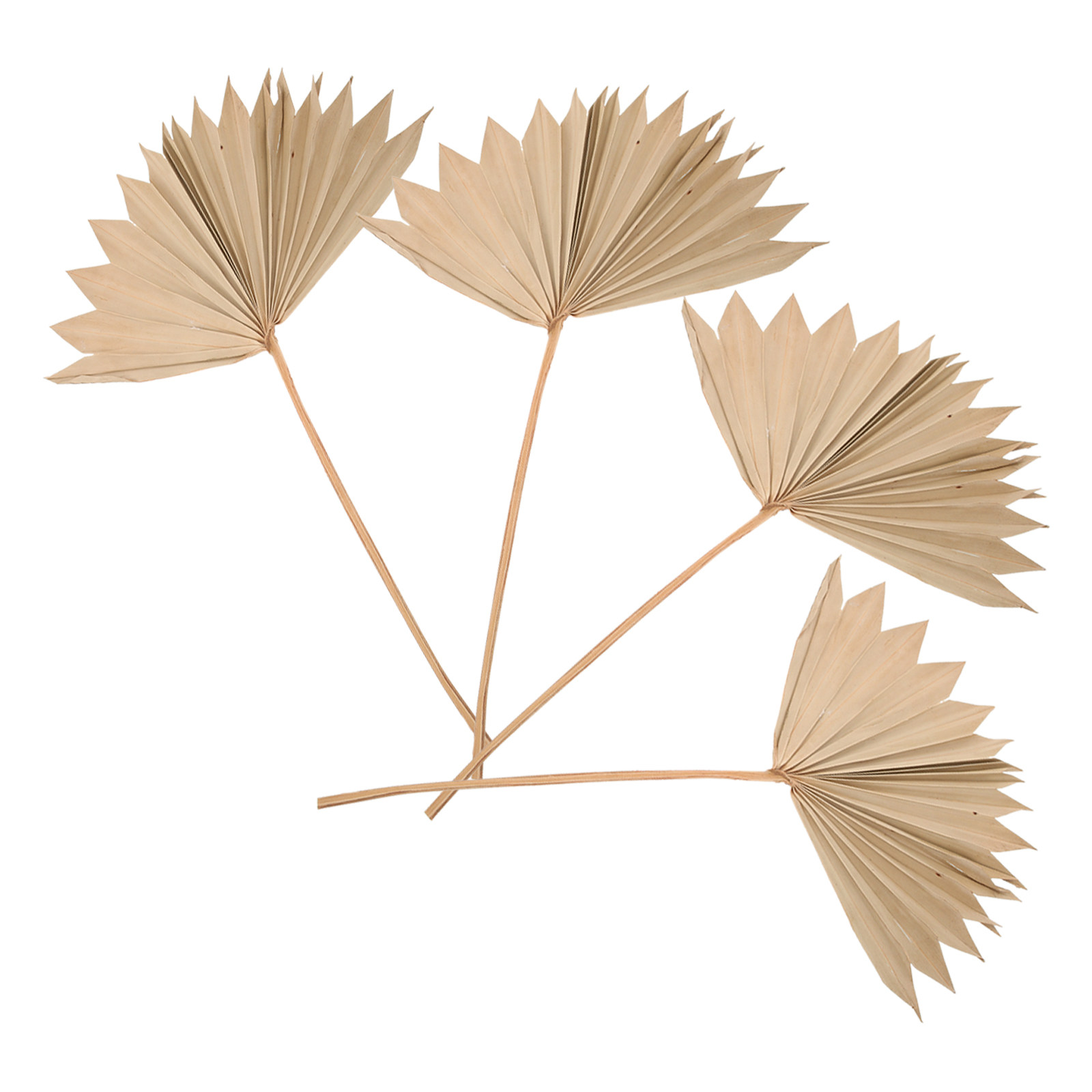 4 個の乾燥したヤシの葉の装飾品天然乾燥葉の装飾品ウェディン - Palm Leaf Dried のレビューと価格