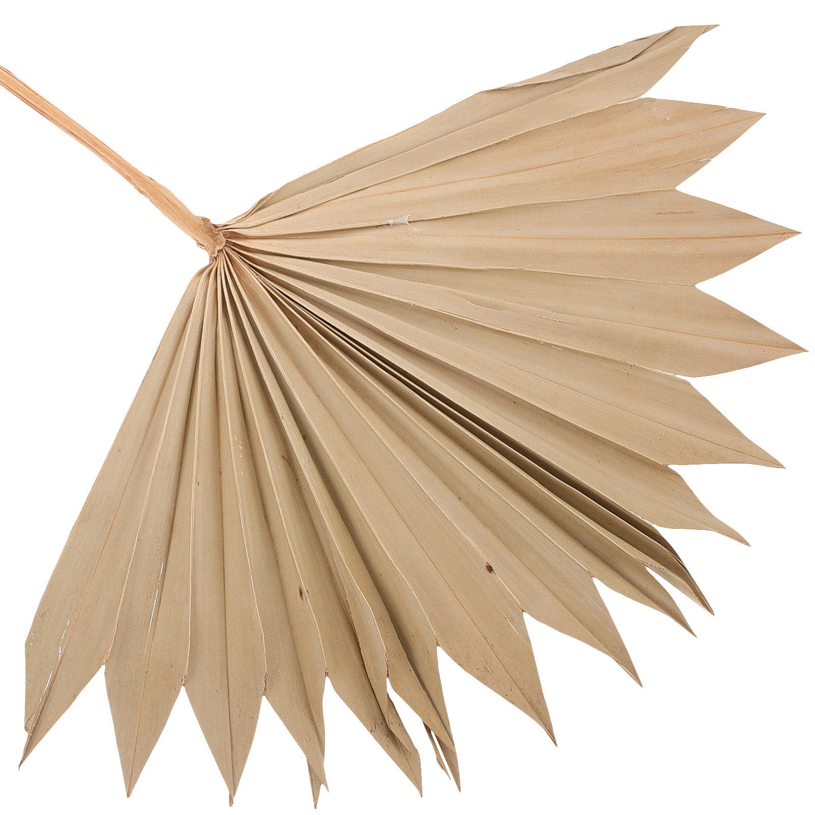 4 個の天然乾燥ヤシの葉ファンボヘミアン壁飾りウェディングパ - Palm Leaf Dried のレビューと価格