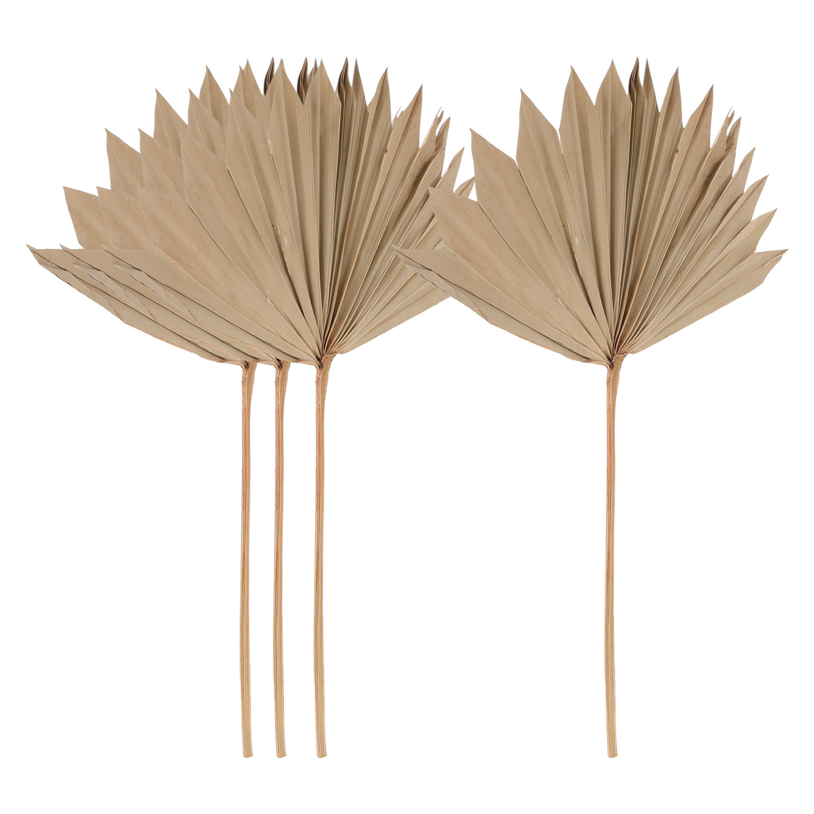 4枚組乾燥ヤシの葉扇子 ウェディングパーティー装飾 ボヘミア - Palm Leaf Dried のレビューと価格