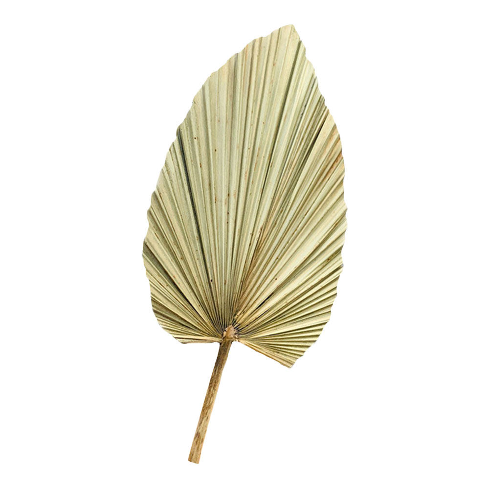 1枚の天然乾燥ヤシの葉の装飾、フレッシュグリーンの壁掛け、ウ - Palm Leaf Dried のレビューと価格