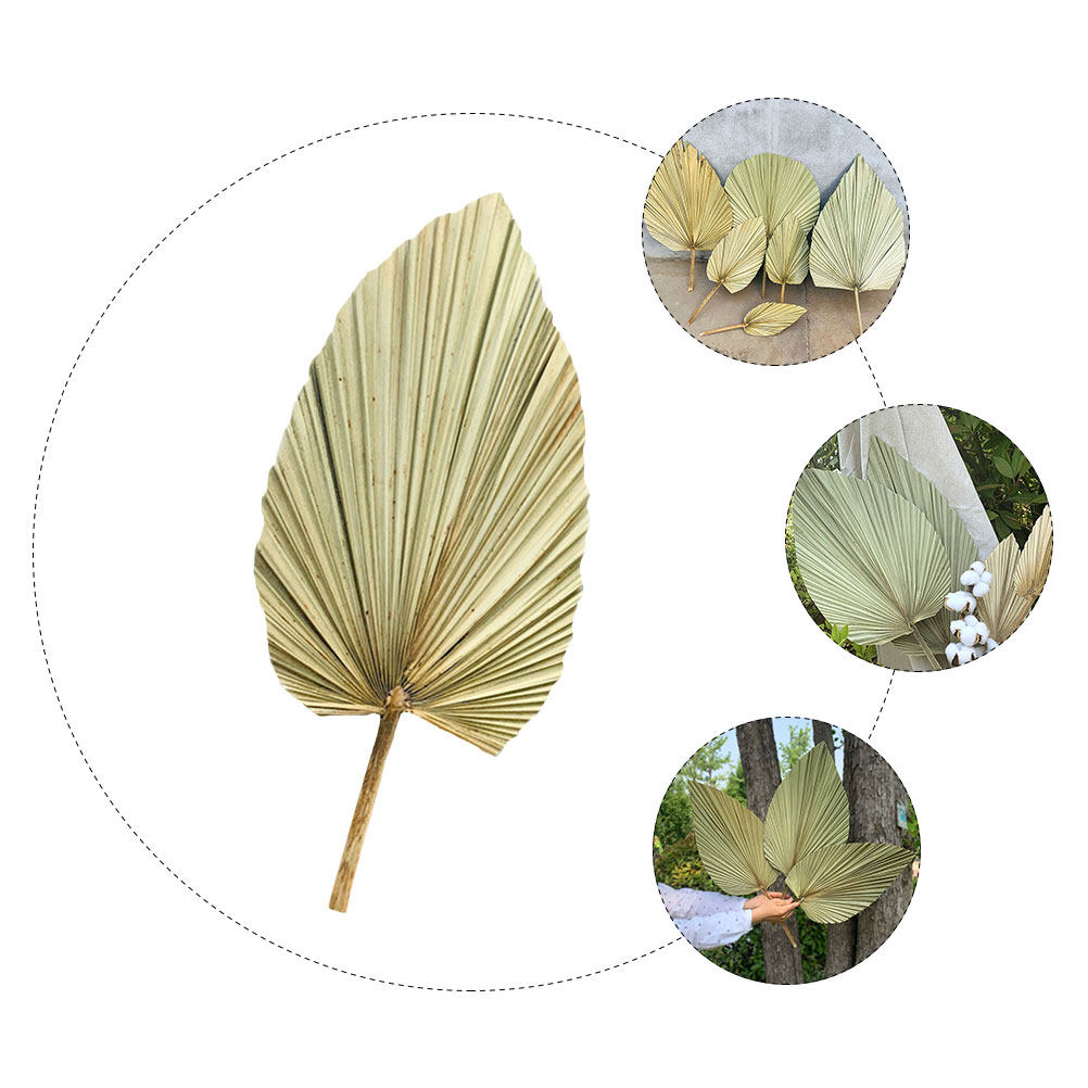 1枚の天然乾燥ヤシの葉の装飾、フレッシュグリーンの壁掛け、ウ - Palm Leaf Dried のレビューと価格